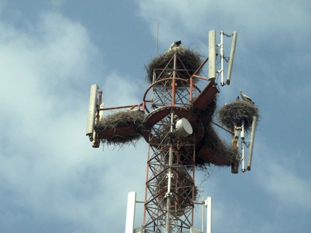 Overcrowded stork highrise near Fez.