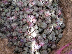 Cardoon, an edible thistle.