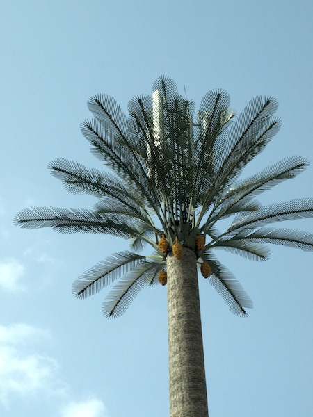 A steel mobile phone tower made to look like a palm tree. The vertical aerial can be seen standing l in the middle of the fake palm branches. 