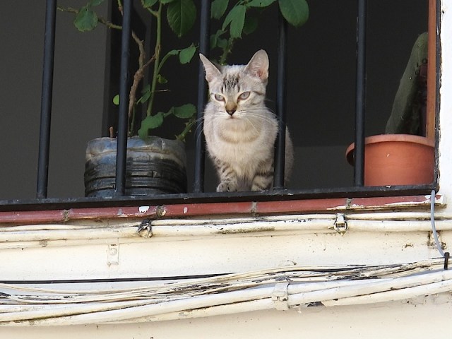 I don’t need a cat but I do appreciate them as a photographic subject. 