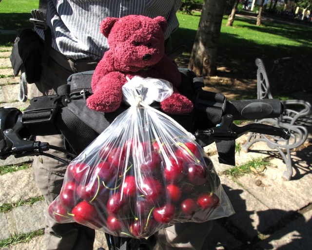 BBear securely strapped to the handle bars and guarding the cherries. The cherries were in season and they were delicious. 