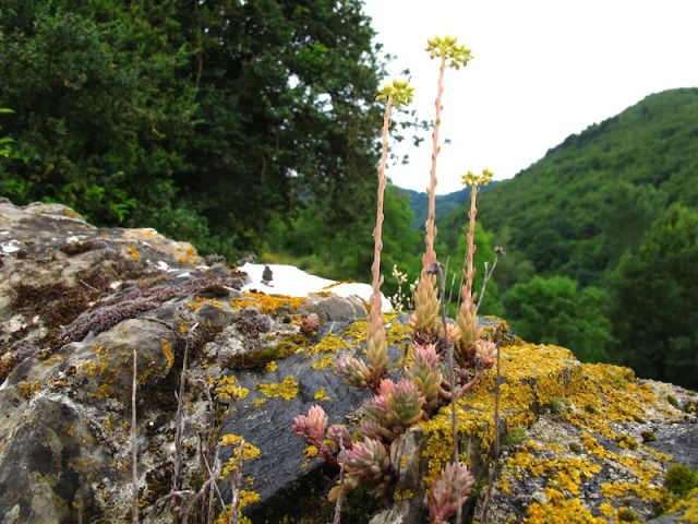 A magic stone wall garden. I’m hoping Annabel, a lichen moss expert and friend of ours, will set me straight as to what species these are. 