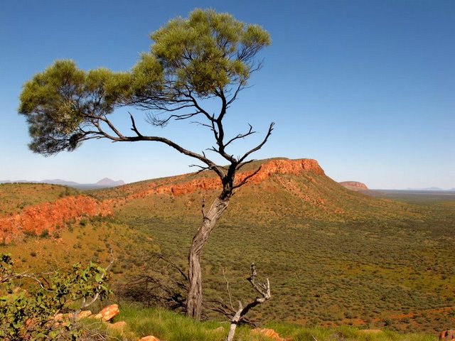 Mesa country out Yuendumu way, plenty of space to do things. 