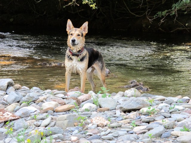 A local dog that befriended us. Dogs seem to team up with us and take us walking (Chefchaouen Morocco is an example). This one wanted to play with sticks. 