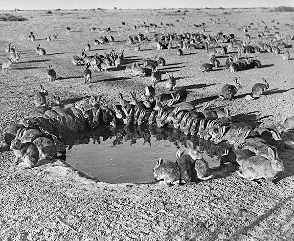 Rabbits in plague proportions circa 1938. Image credit: From National Archives Australia.