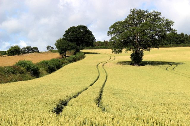Hedgerows, wheatfields and oak trees. 