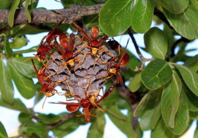 Paperbark wasps. Image credit: Ted Rayment 