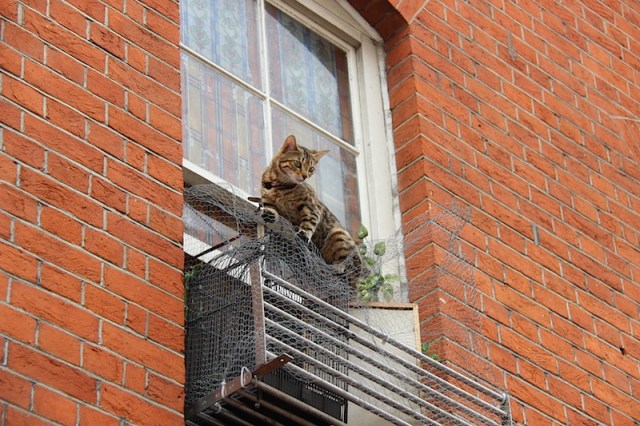 Twisted wire and a cat may not be a heavenly delight but it is interesting (Canon 600D). 