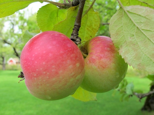 Two organic apples ready to be plucked. 